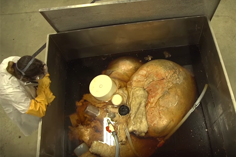 What Animal Has the Weirdest Heart? - Atlas Obscura