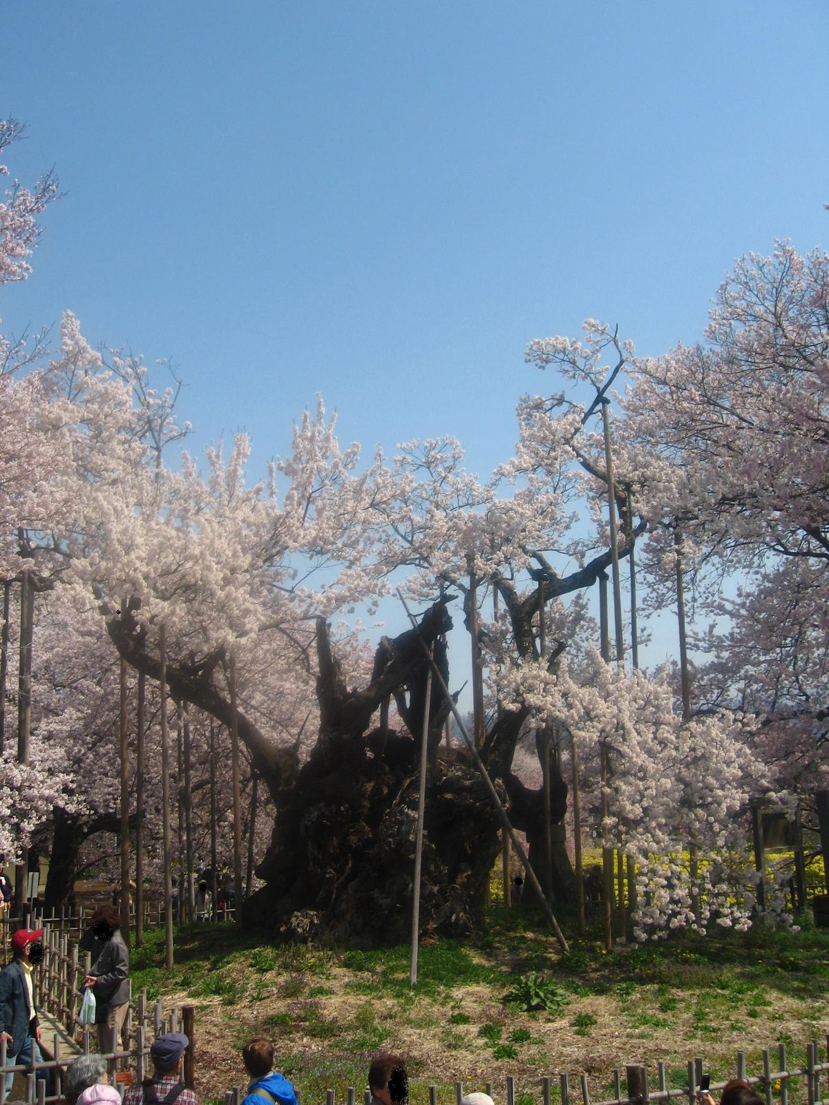 Yamataka Jindai Zakura - Atlas Obscura