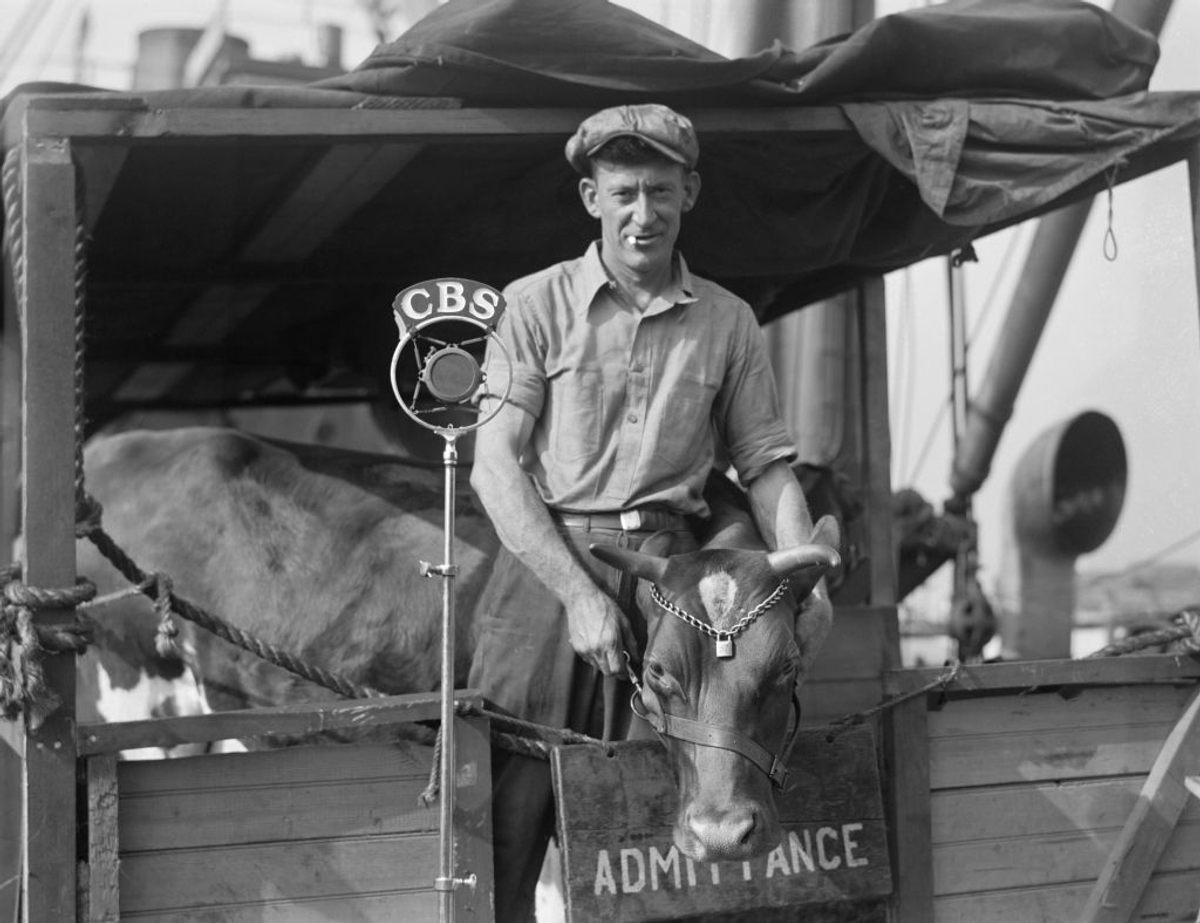 A cow—possibly Klondike—on her way to Antarctica.