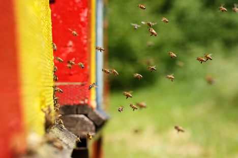 I Asked Leading Entomologists: 'What’s The Smartest Bug In The World?'