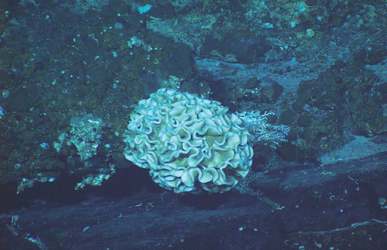 Xenophyophores typically live on seabed rocks or in sediment.