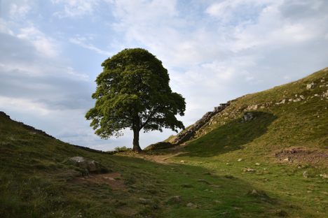 Sycamore Gap in 2022