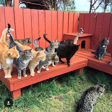 Lanai Cat Sanctuary