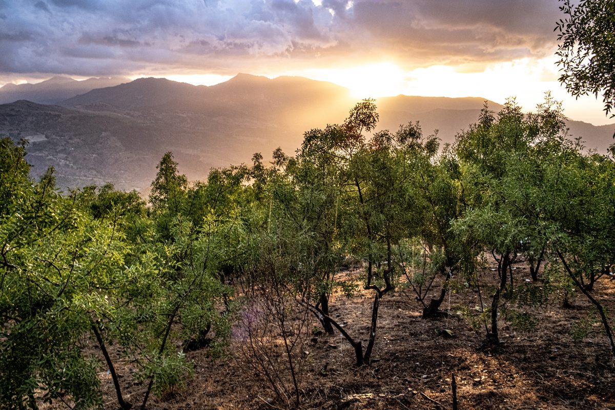 Gelardi’s Manna forest is made up of about 200 acres filled with <em>fraxinus angustifolia</em> trees overlooking the Madonie mountains.