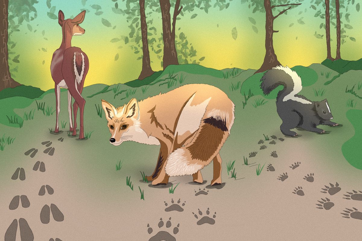 How to Read Wildlife Tracks and Signs