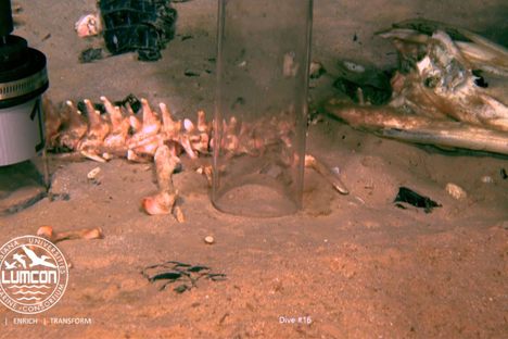 The gator's red-tipped bones indicate that bone worms have come to feast.