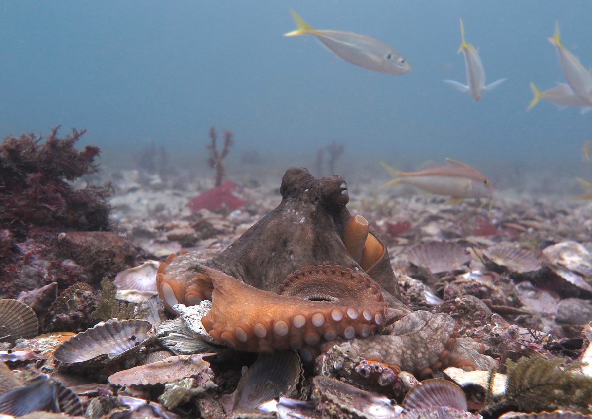 An octopus portrait at the Octopolis site, where discarded scallop shells provide ample den opportunities.