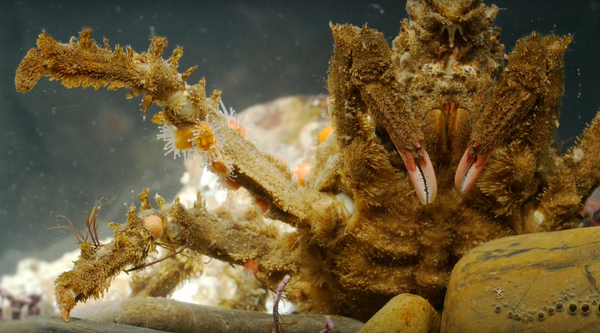 Decorator Crab | Smithsonian Ocean
