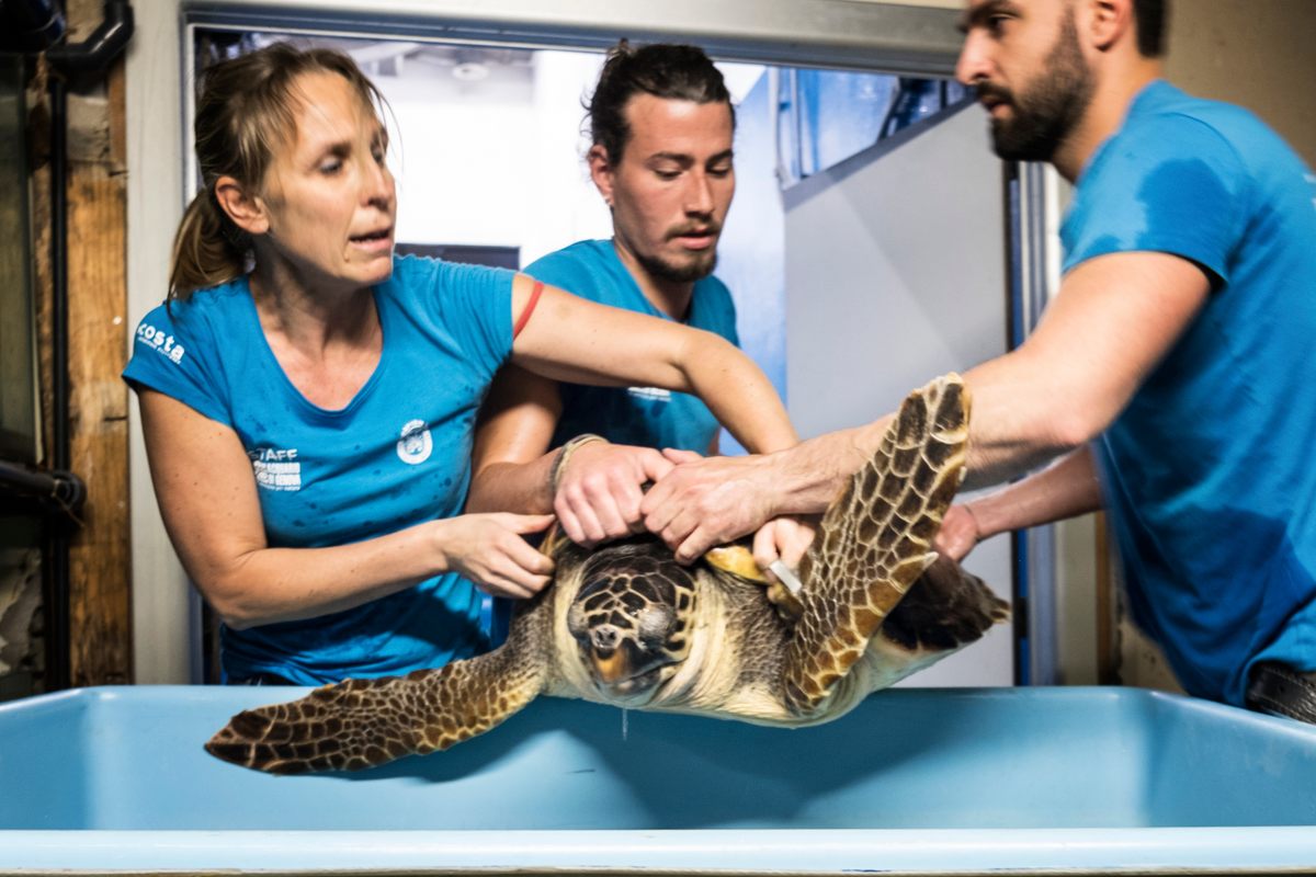 Handlers return one of the turtles to the water after a medical treatment.