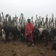 A Maasai man among a herd of cattle.