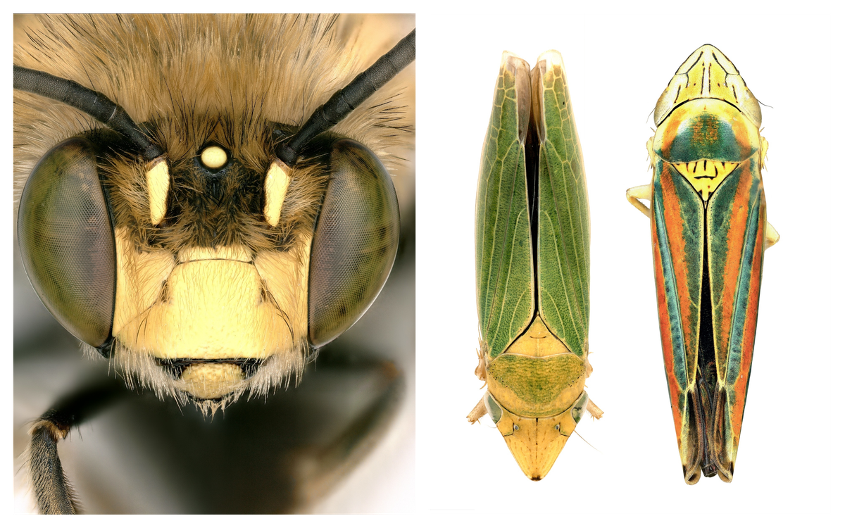 Digger bee, <em>Anthophora californica</em>, (left) and two sharpshooters (right).