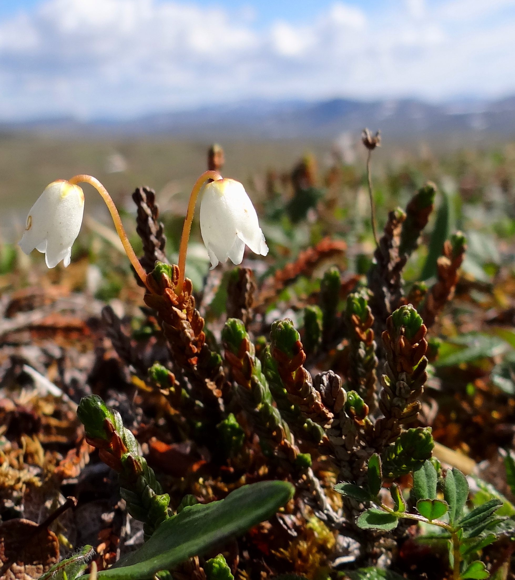 Arctic bell-heather, shown here in Norway, also grows on Ellesmere Island.