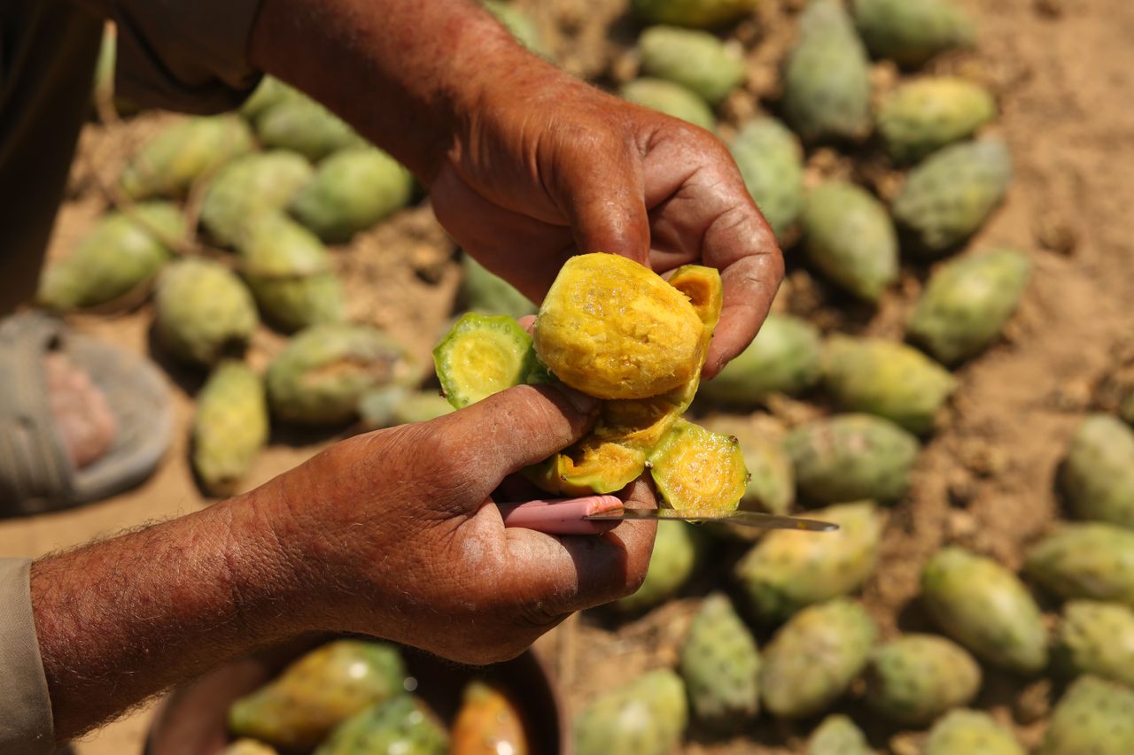 Palestinian farmers collect cactus fruit in the southern Gaza Strip in 2017.