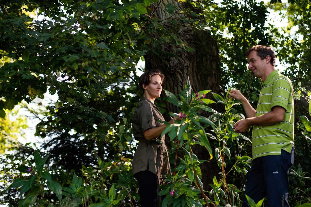 Dr. Katja Rebolj and Peter Zajc pick invasive Himalayan balsam, which can only be eaten in small quantities, and which they use only occasionally. 