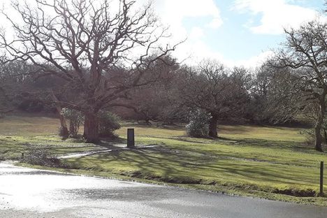 A view of the stone under the new oak tree.