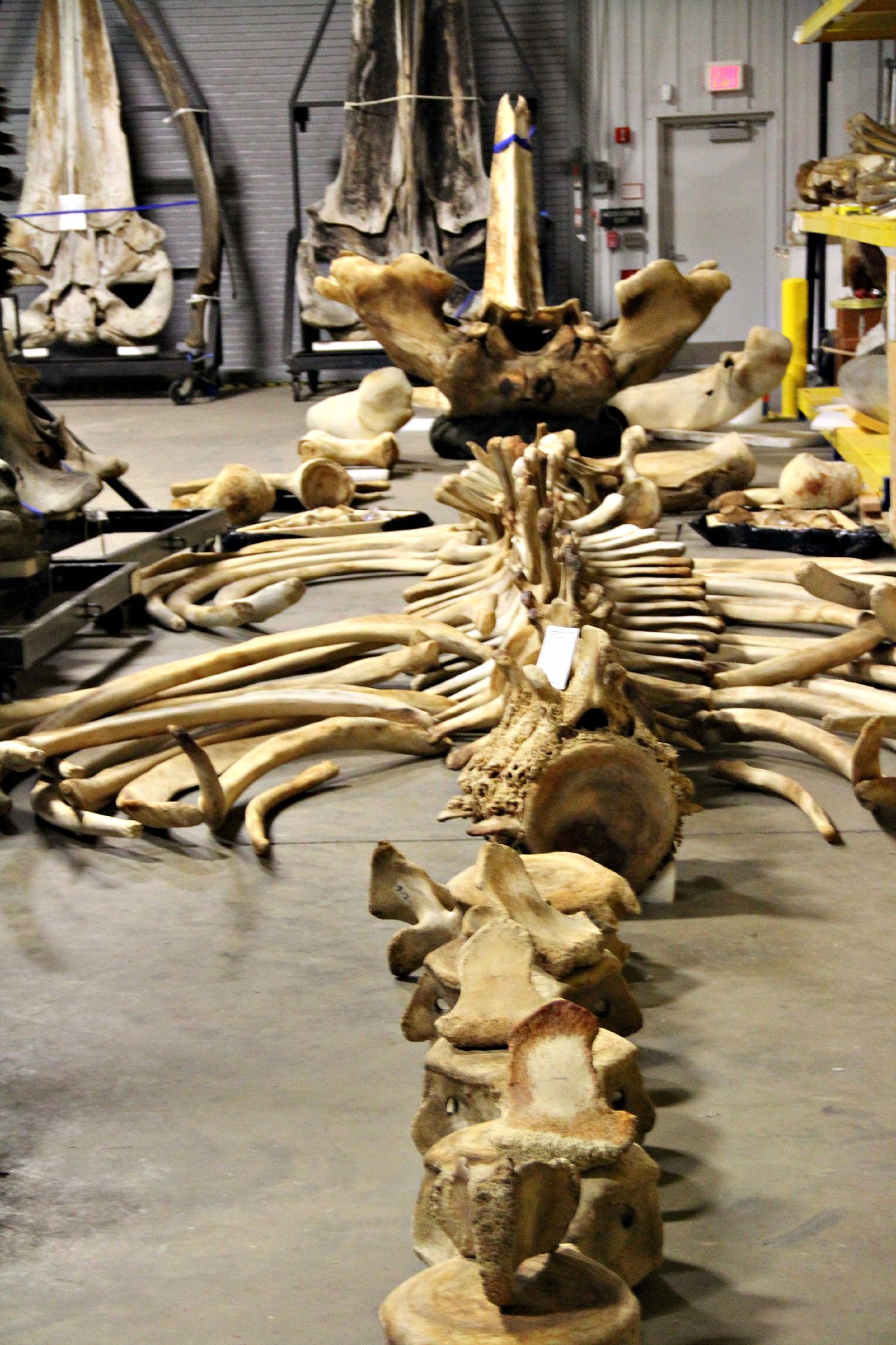 Whale bone collector uncovering secrets of world's largest marine mammals -  ABC News