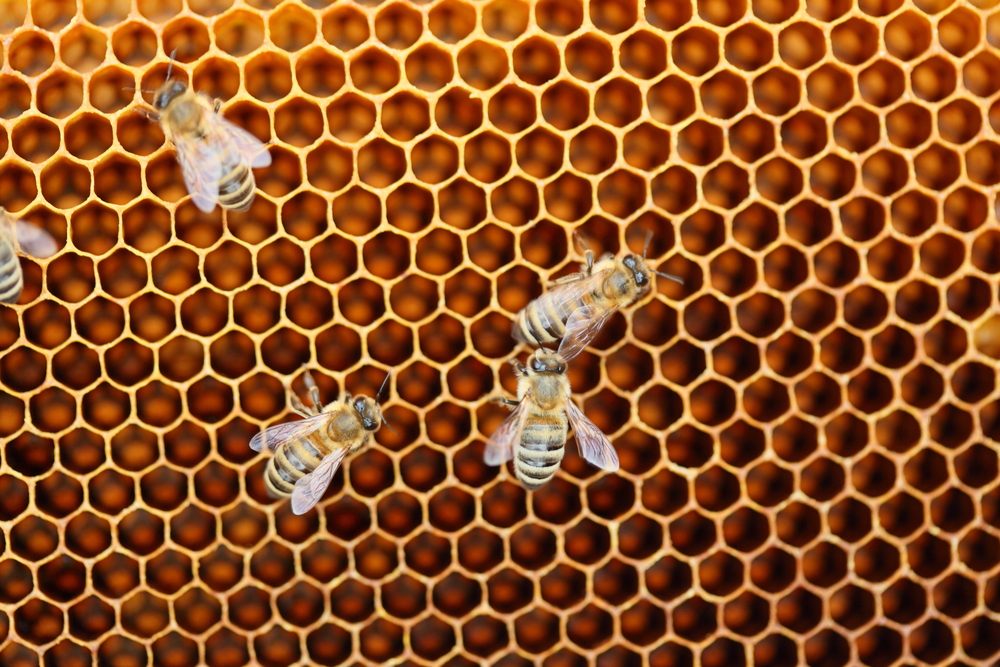 How Do Bees Make Honey? - WorldAtlas