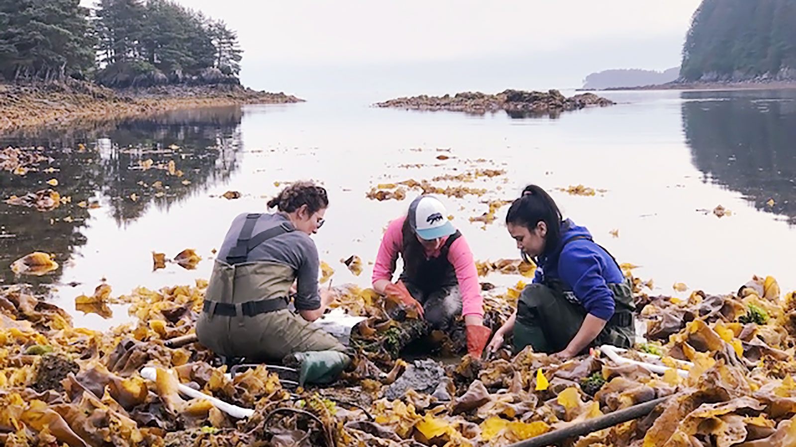 In 2019, Andie Wall (left), an environmental technician with the Kodiak Area Native Association, started testing blue mussels and butter clams at two traditional harvesting sites.