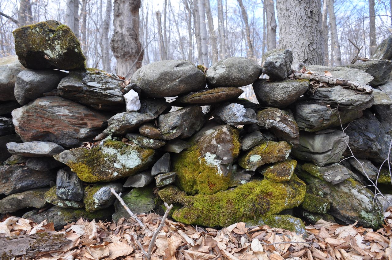 Stone wall, with moss, Putney, Vermont. 