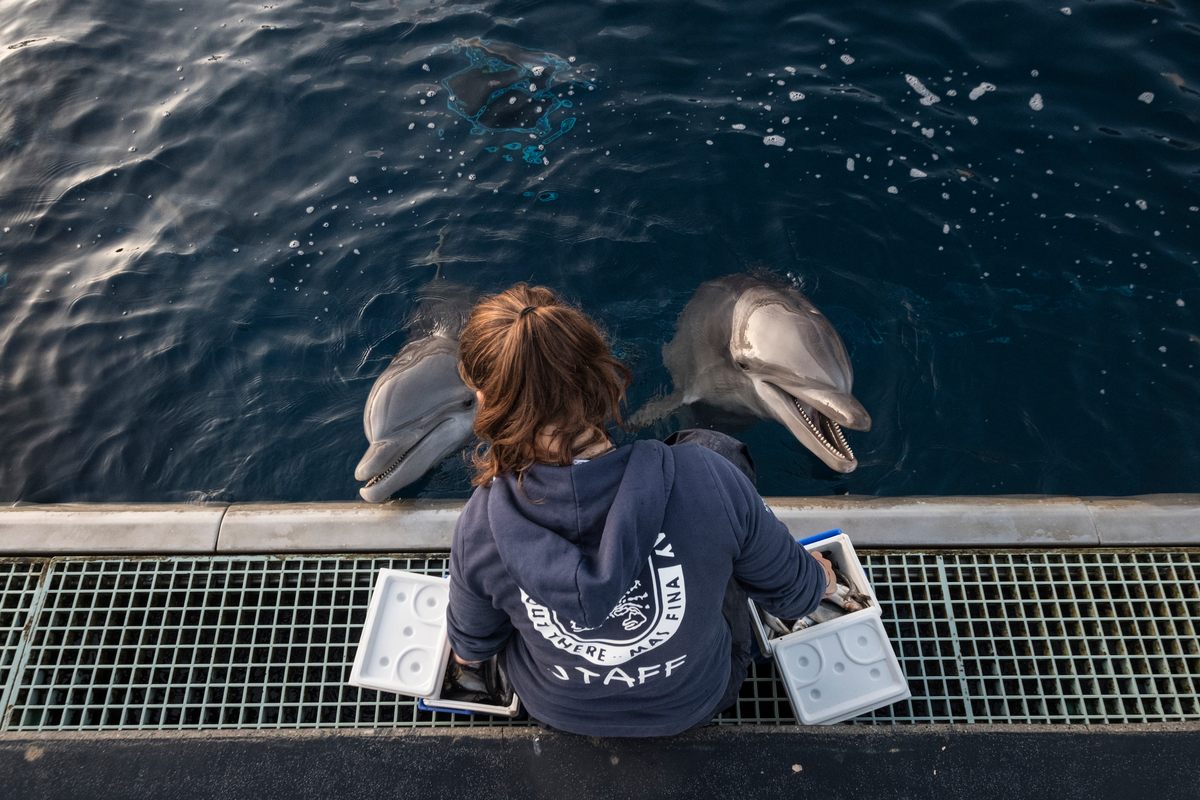 The social hierarchy of dolphins must be respected during feeding.