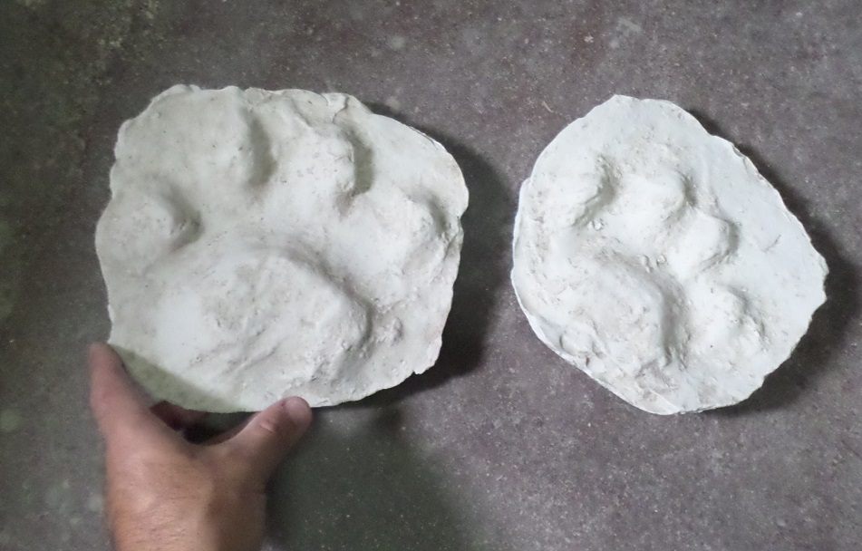Do big paws mean big claws?