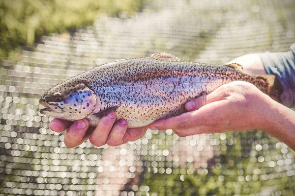 Smoke In Chimneys sells rainbow trout to about 250 restaurants.