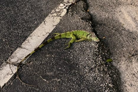 A stunned iguana photographed on Virginia Key, a barrier island off the coast of Miami.