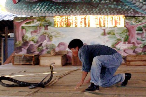 Try My Snake Technique: Thailand's Cobra Farms, First-hand