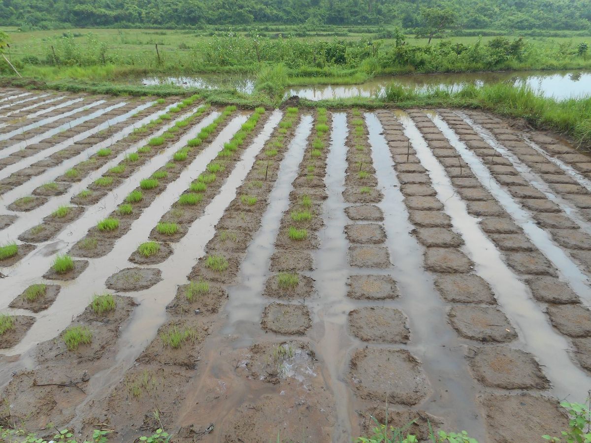 Nursery beds of thousands of rice varieties on Basudha farm.