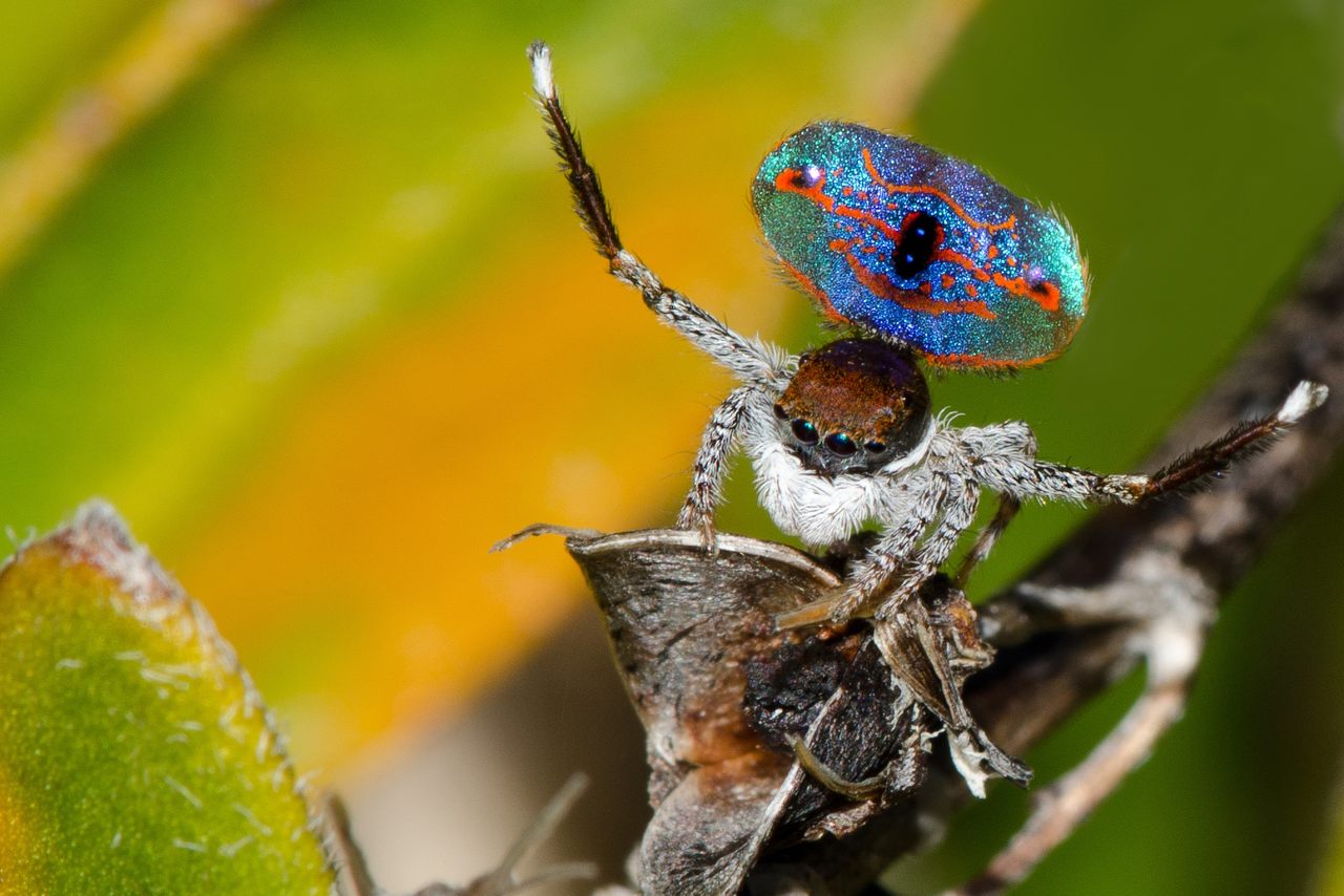 Peacock spiders love to show off their colorful butts.