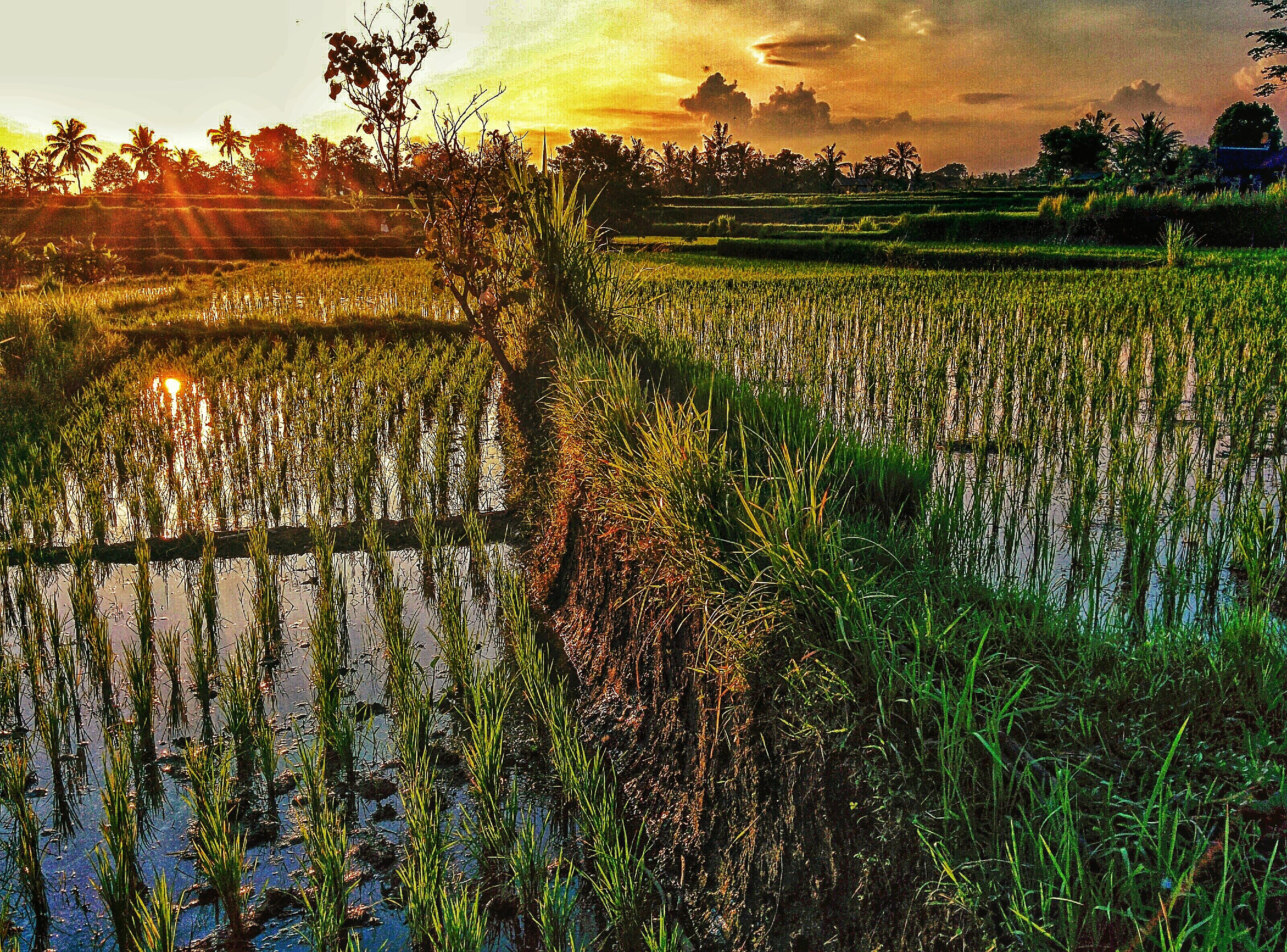 ubud