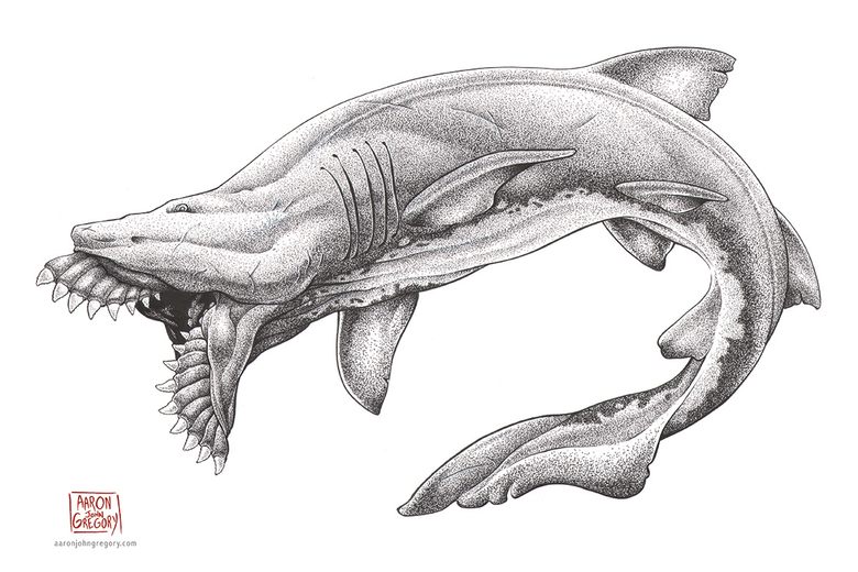 The Delicate Art of Illustrating Ancient Sharks - Atlas Obscura