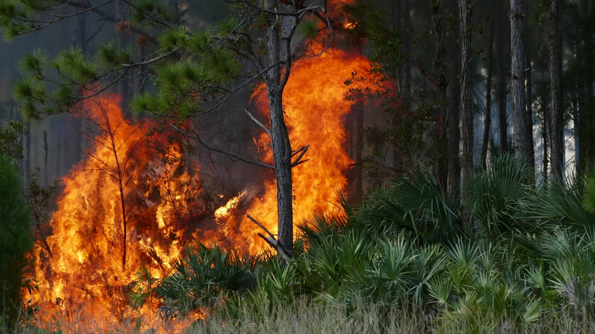 Ridgley oversees prescribed burns to maintain the restored forest around Zoo Miami.