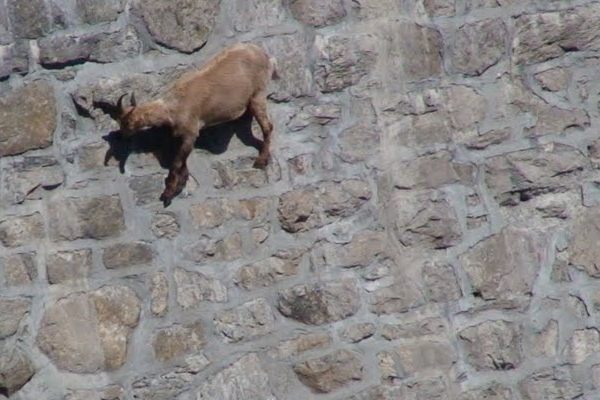 Goats of Cingino Dam