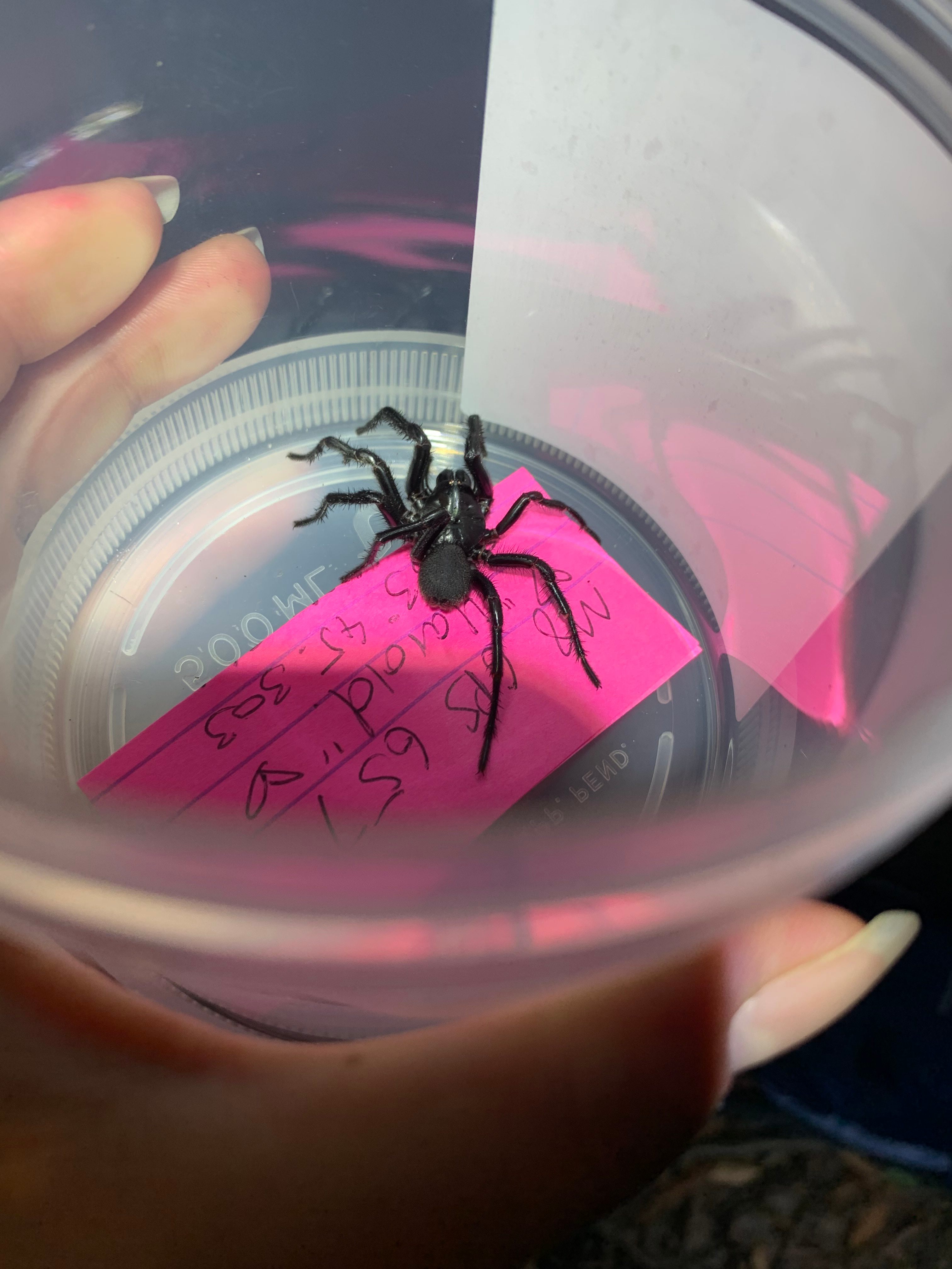 Harold's temporary home was a little plastic container.
