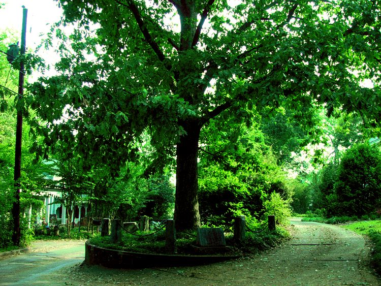 The famous Tree That Owns Itself.