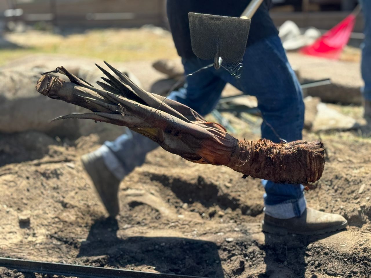 The Malki Museum's annual Agave Roast Native Food Tasting keeps the culinary tradition alive.