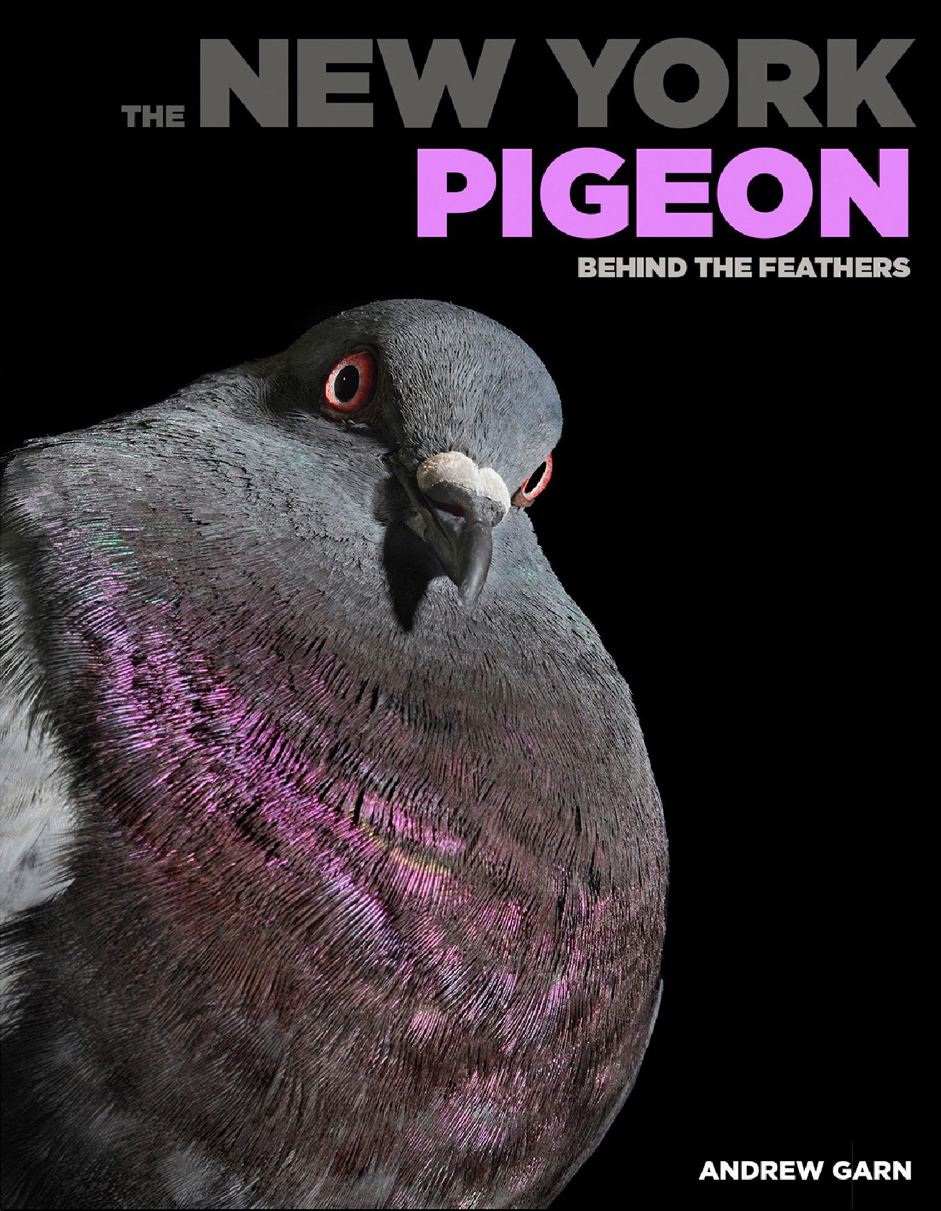 <em>The New York Pigeon: Behind the Feathers</em>, featuring Dr. Brown, a pigeon who was rescued by a veterinarian.