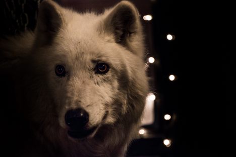 Society Adventures: Atka, the Wolf Ambassador