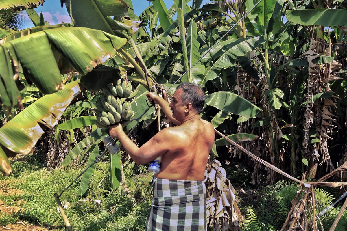 Before the pandemic, Vinod often showed his bananas to children and fellow banana farmers.