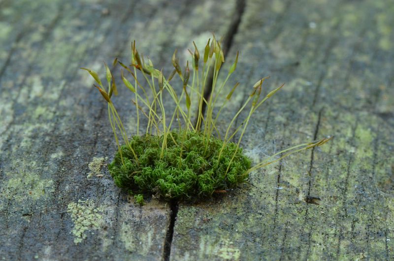 Moss growing on a dead tree.
