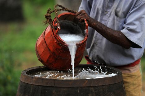 A toddy tapper pours sap into a collection barrel to make palm wine in Sri Lanka. 