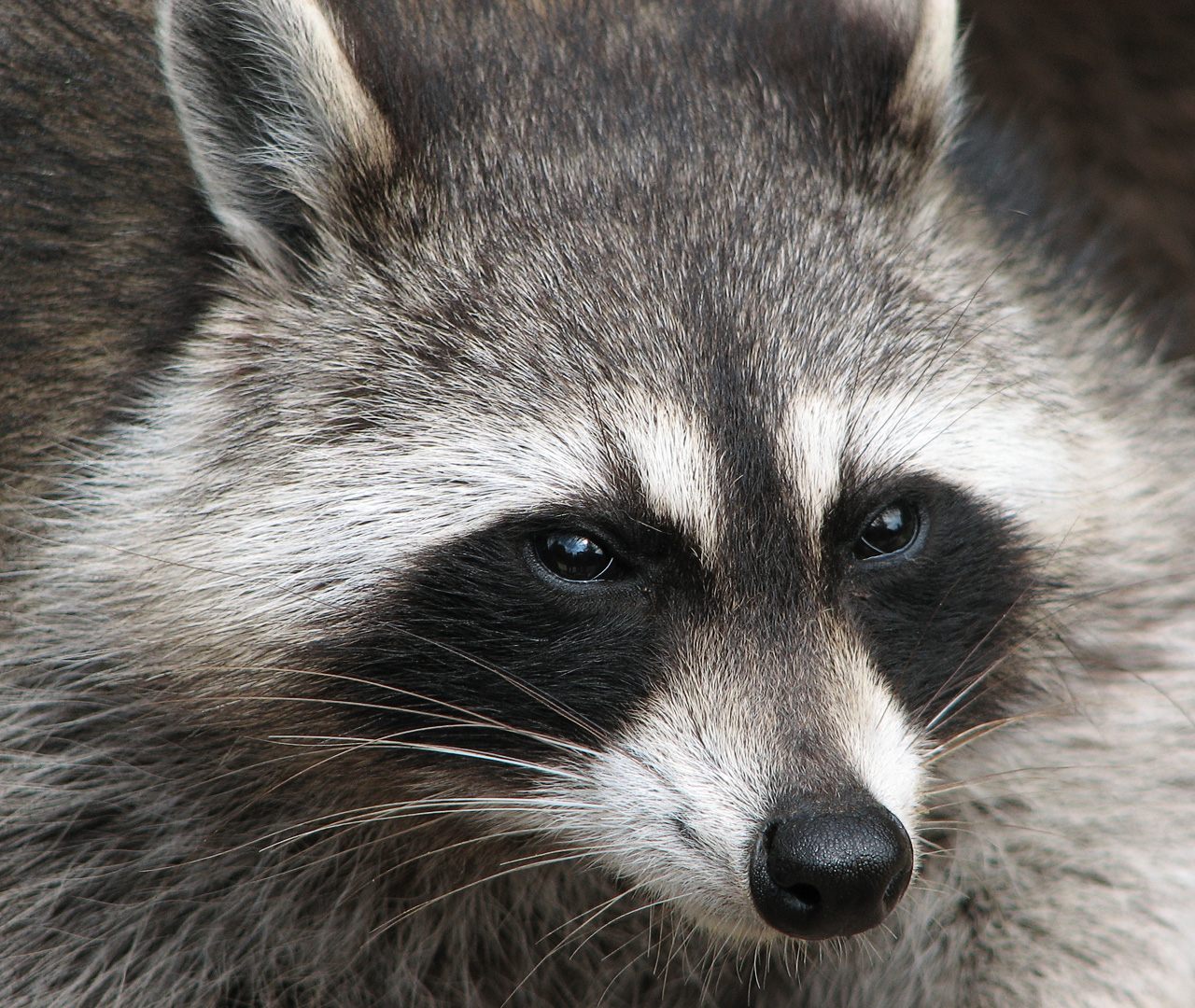 raccoons as pets