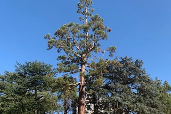 John Muir's Giant Sequoia. 