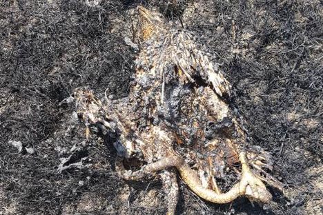 How a Hawk and Its Serpentine Meal Sparked a Montana Wildfire