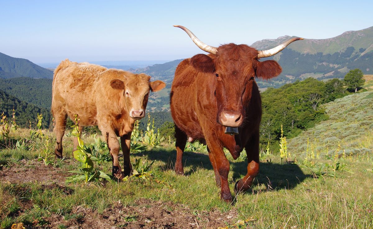 The region's famed cattle feed freely on plants grown in volcanic soil.