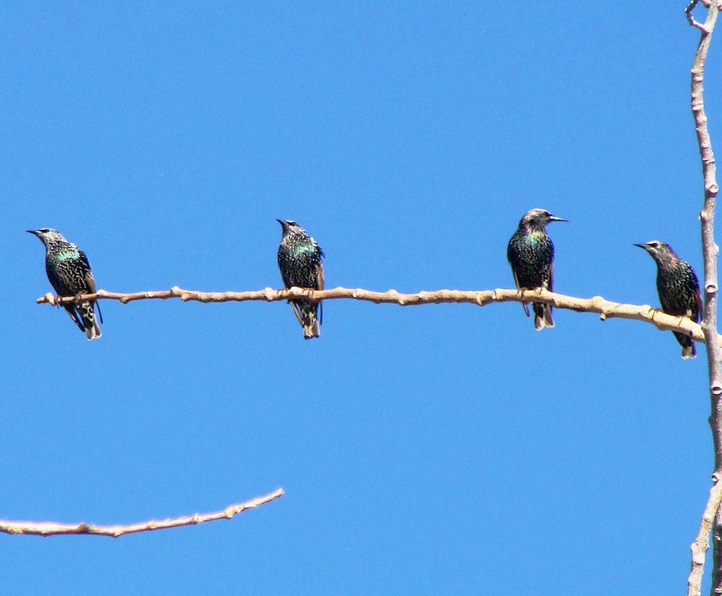 A European Starling in California. 