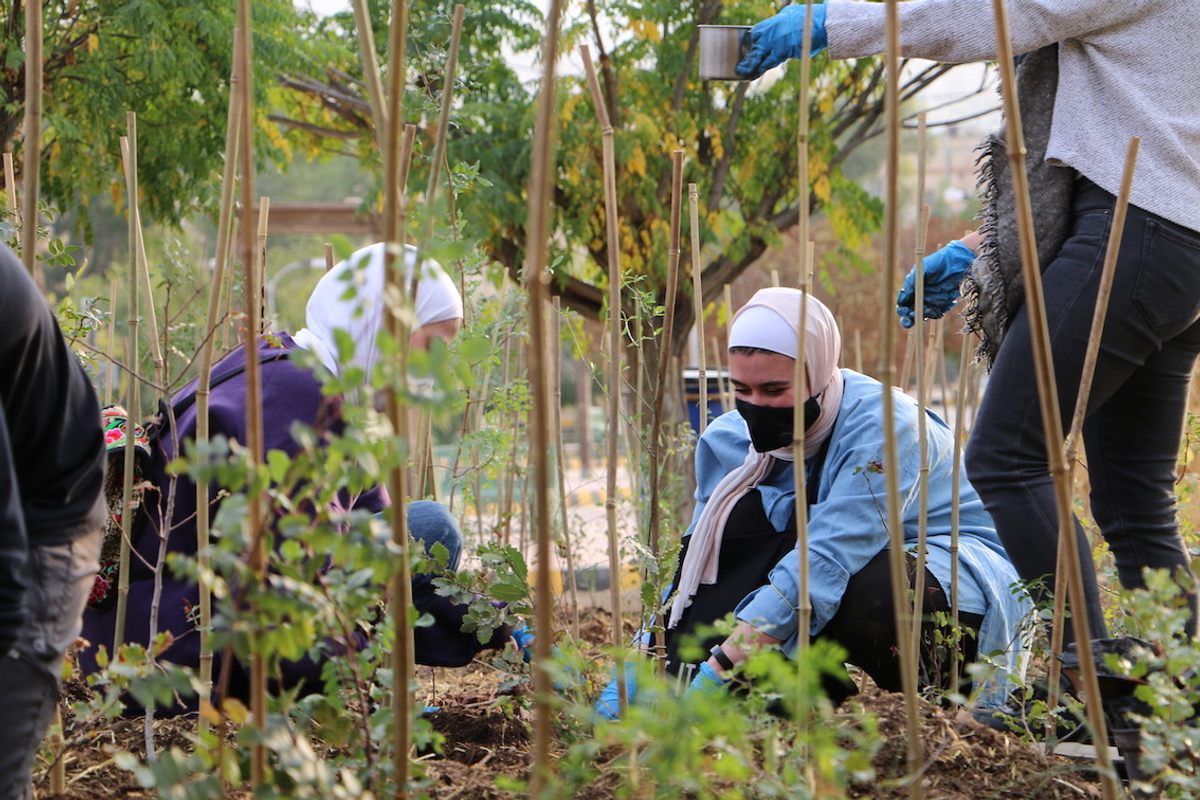 Volunteers plant saplings and pick weeds at a pilot site in East Amman.