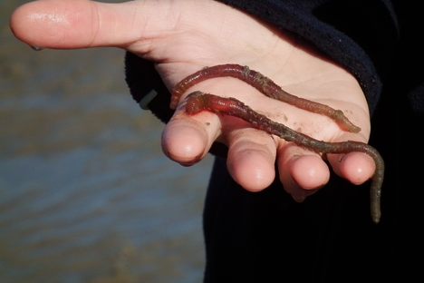 Lugworms can measure up to nine inches in length in the United Kingdom, while their American cousins are sometimes as much as 13 inches long. 