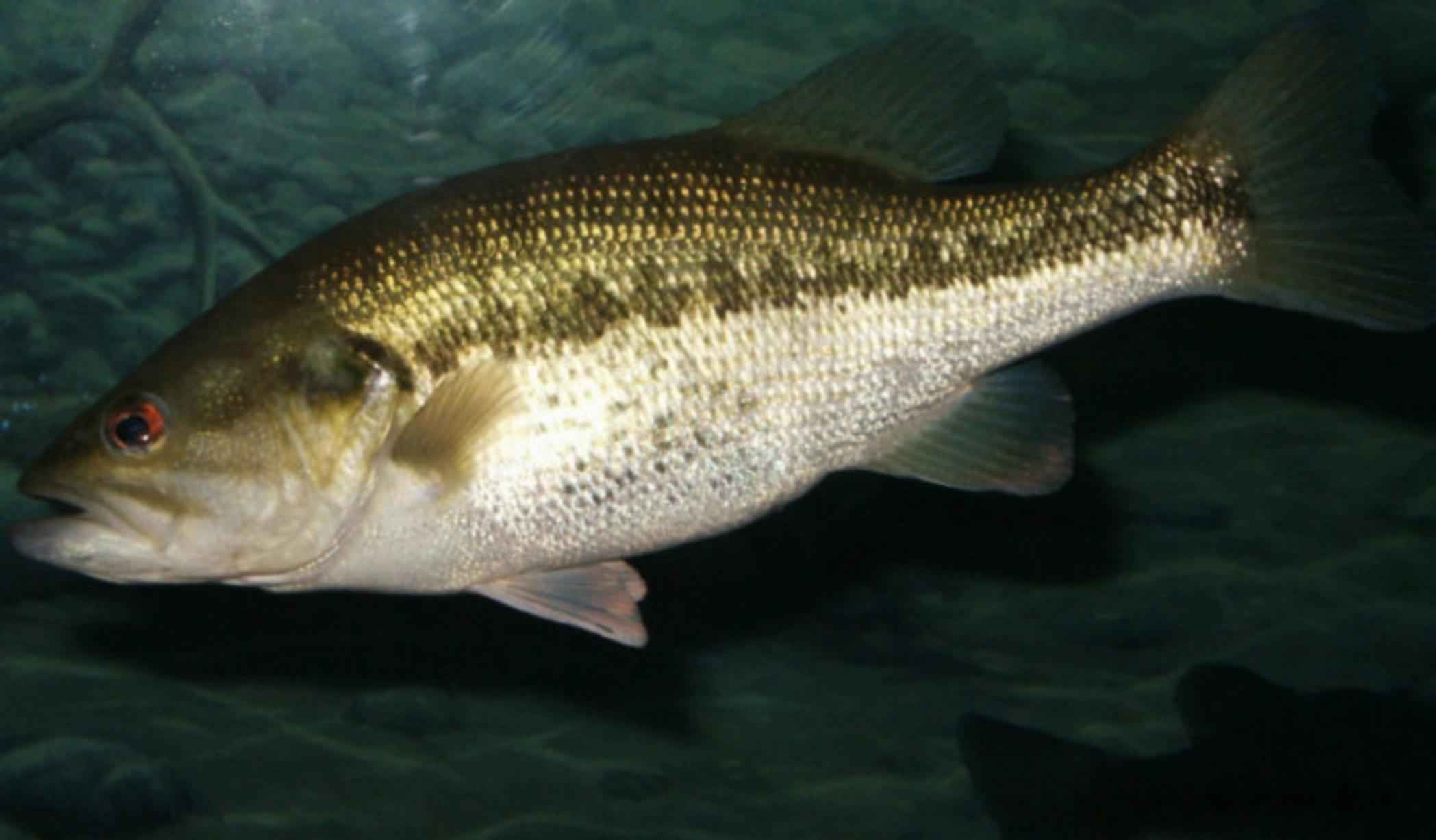 A largemouth bass—but not the one caught by a lying fisherman.